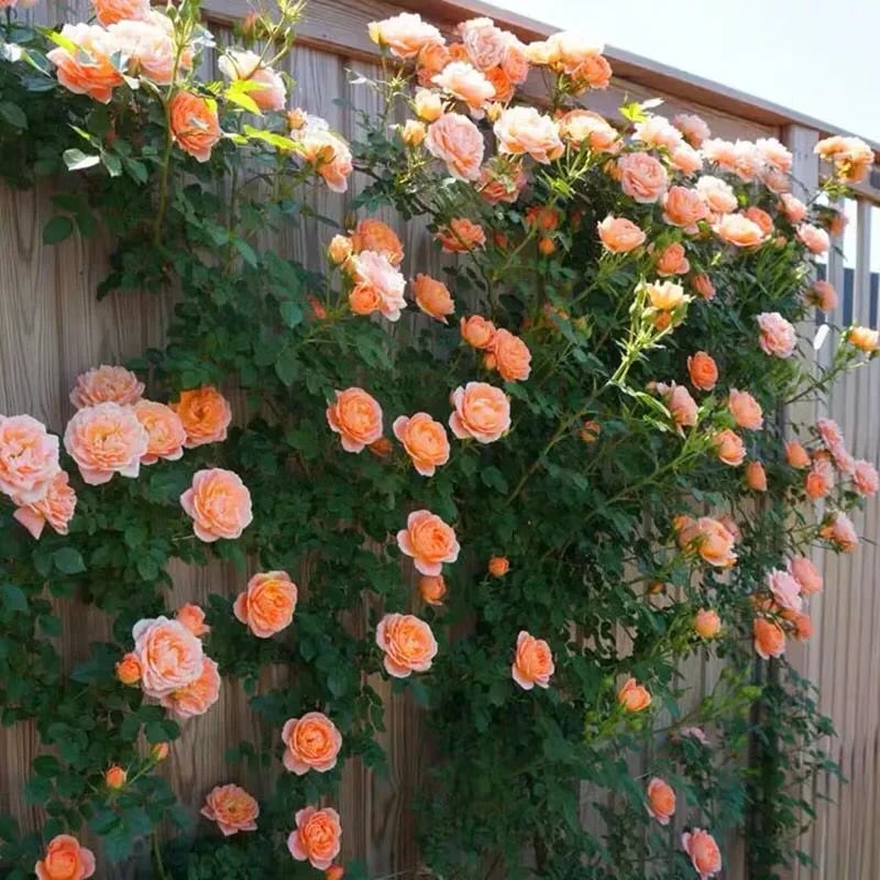 🔥Spring Hot Sale - 49% OFF💐Beautiful Climbing Rose Seeds
