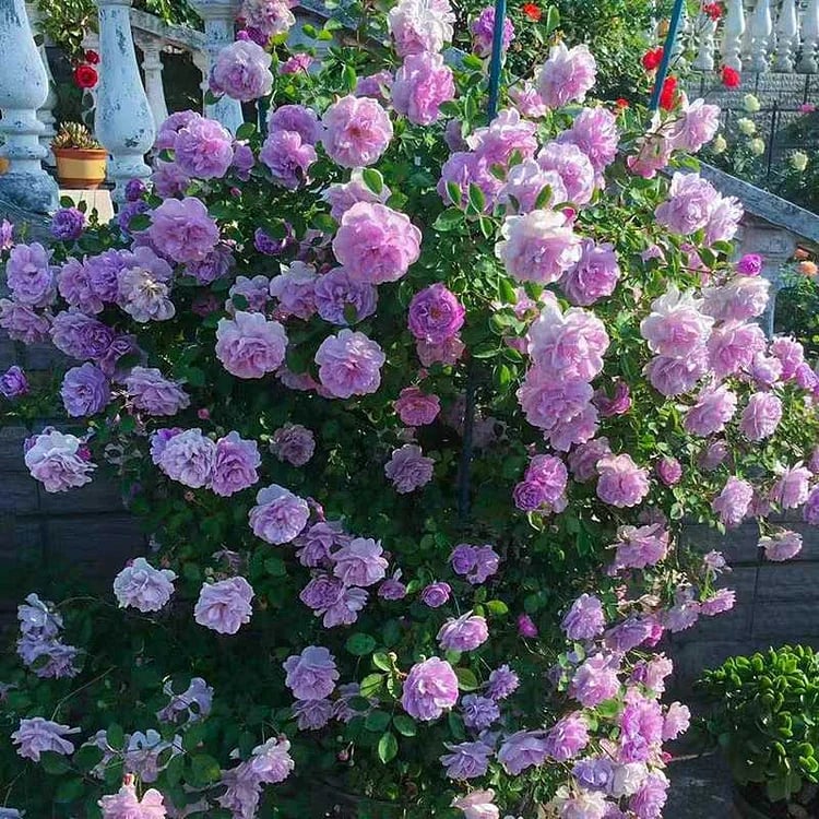 🔥Spring Hot Sale - 49% OFF💐Beautiful Climbing Rose Seeds