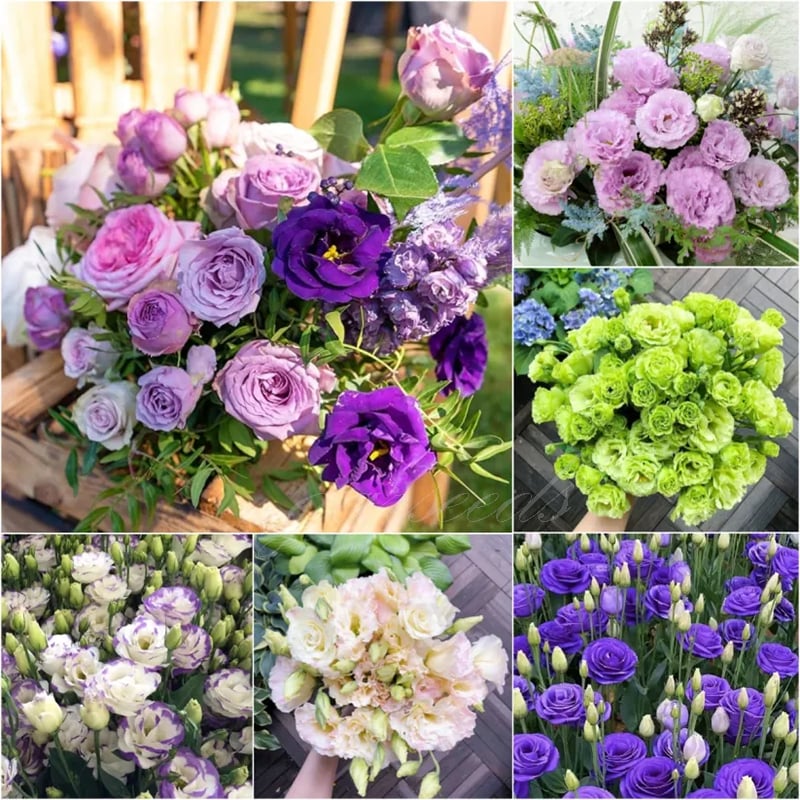 🔥Last day clearance💝Eustoma Thornless Rose💐Lisanthus Seeds