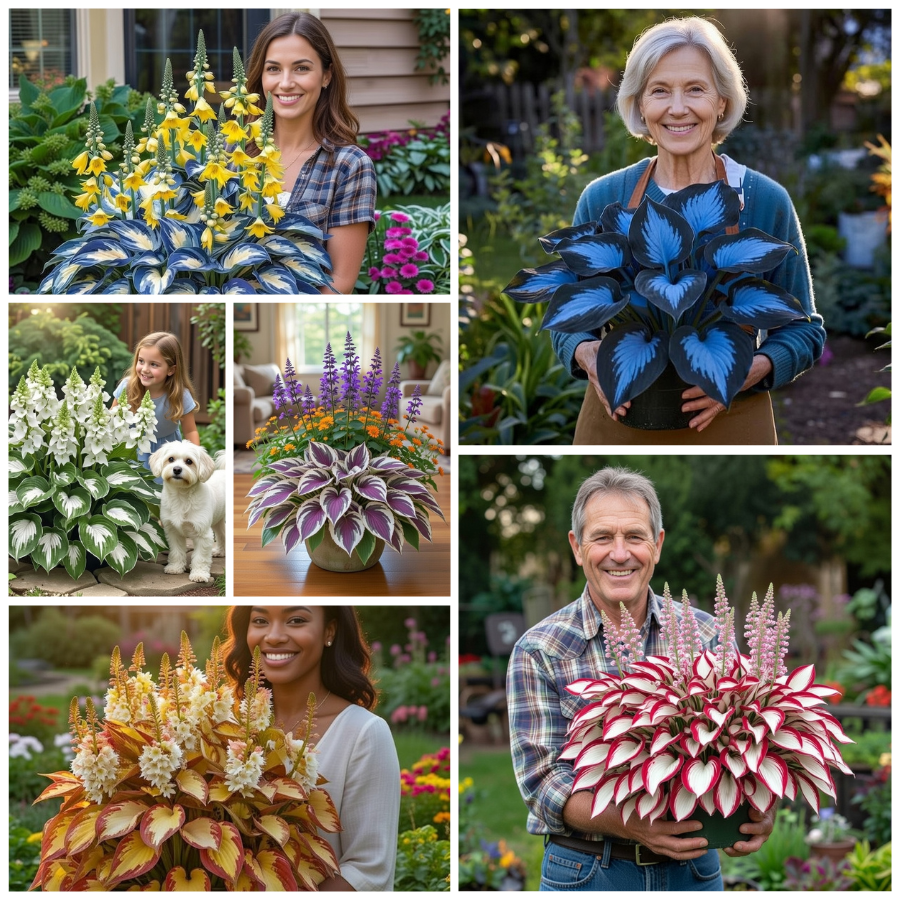 💥LAST DAY SALE 40% OFF💥🌿Premium Rare Hosta Seeds