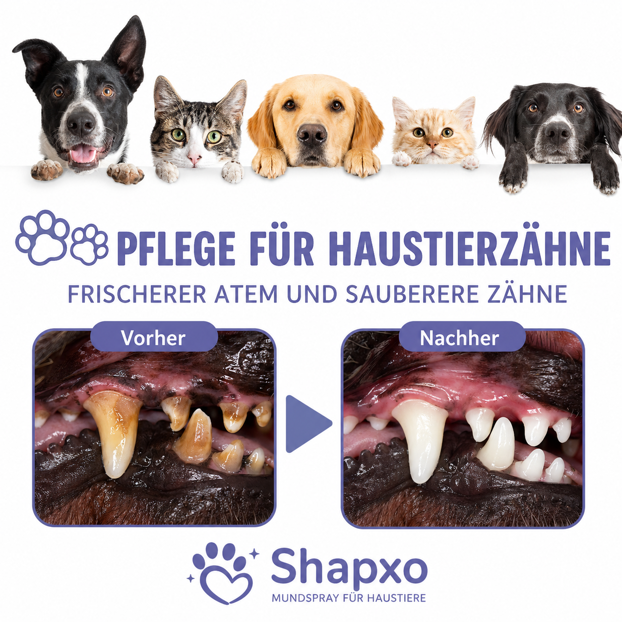 Shapxo™ Petdoir🍃 Zahnpflege-Spray ohne Zähneputzen für Hunde & Katzen ✅ FDA-zugelassen 💨 Frischt den Atem auf 🦷 Hilft, Zahnstein zu reduzieren 🌿 Unterstützt die Regeneration des Zahnfleisches 🦷 Stabilisiert die Zähne