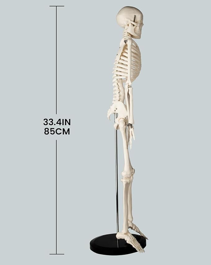 Miniature human skeleton model