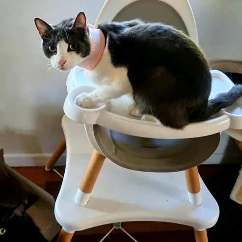 Adjustable cat neck brace