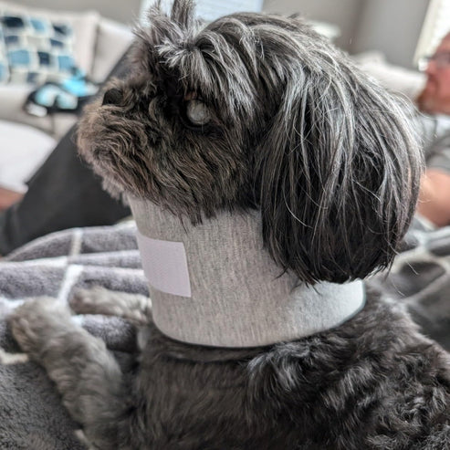 Adjustable cat neck brace