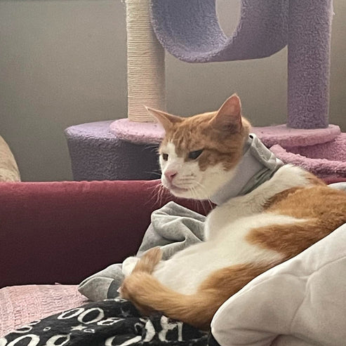 Adjustable cat neck brace