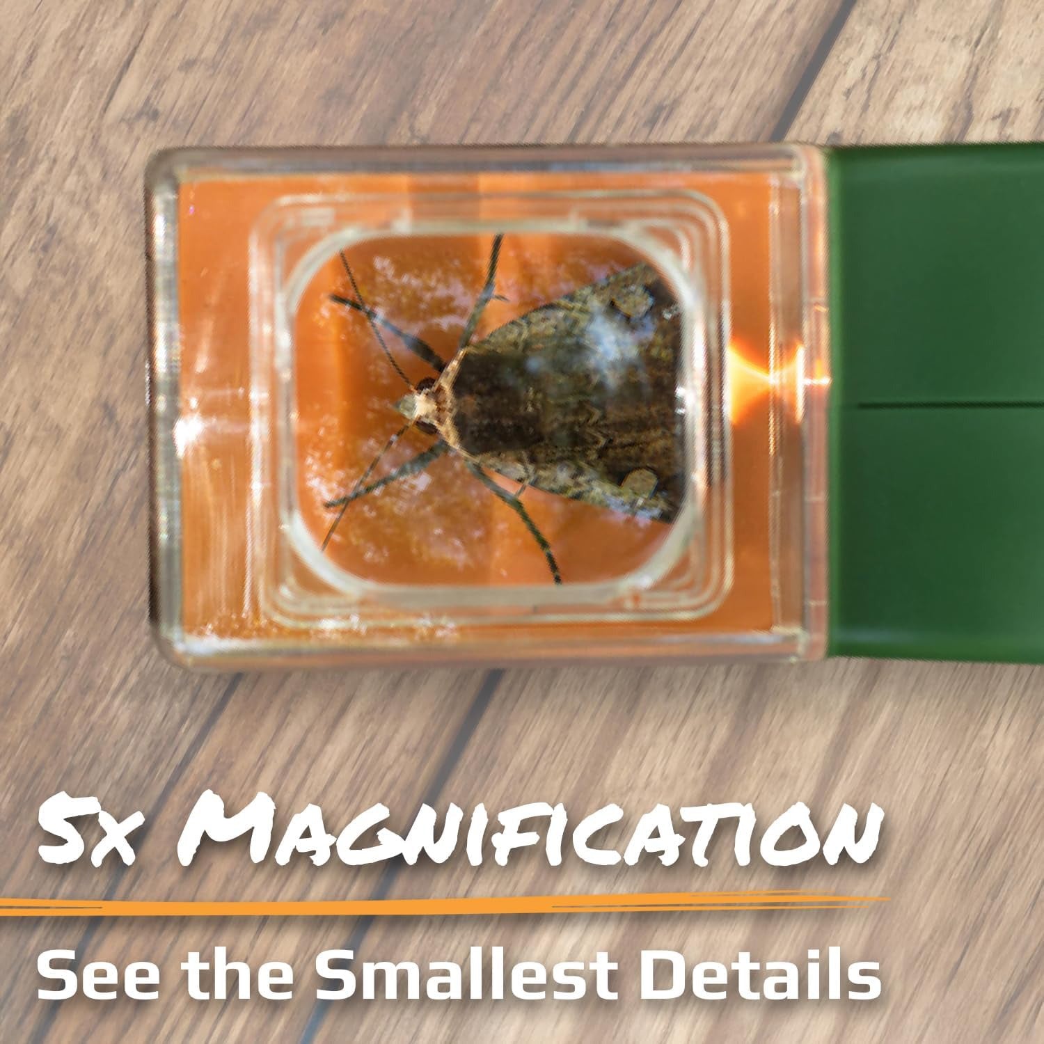 Magnifying glass for rapid release of insect trap