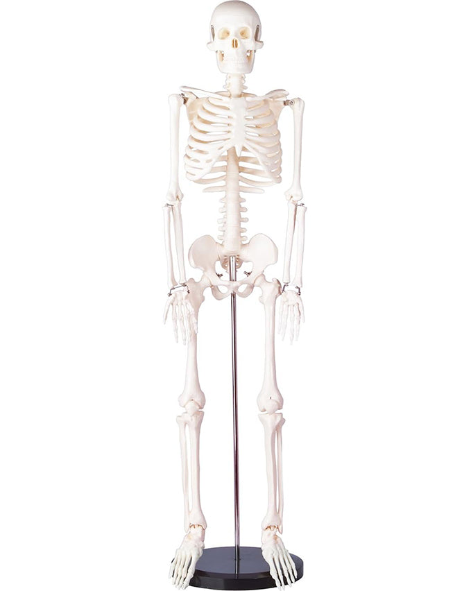 Miniature human skeleton model