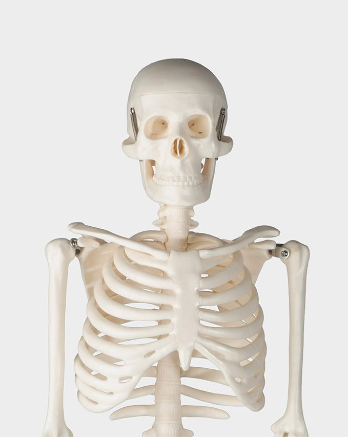 Miniature human skeleton model