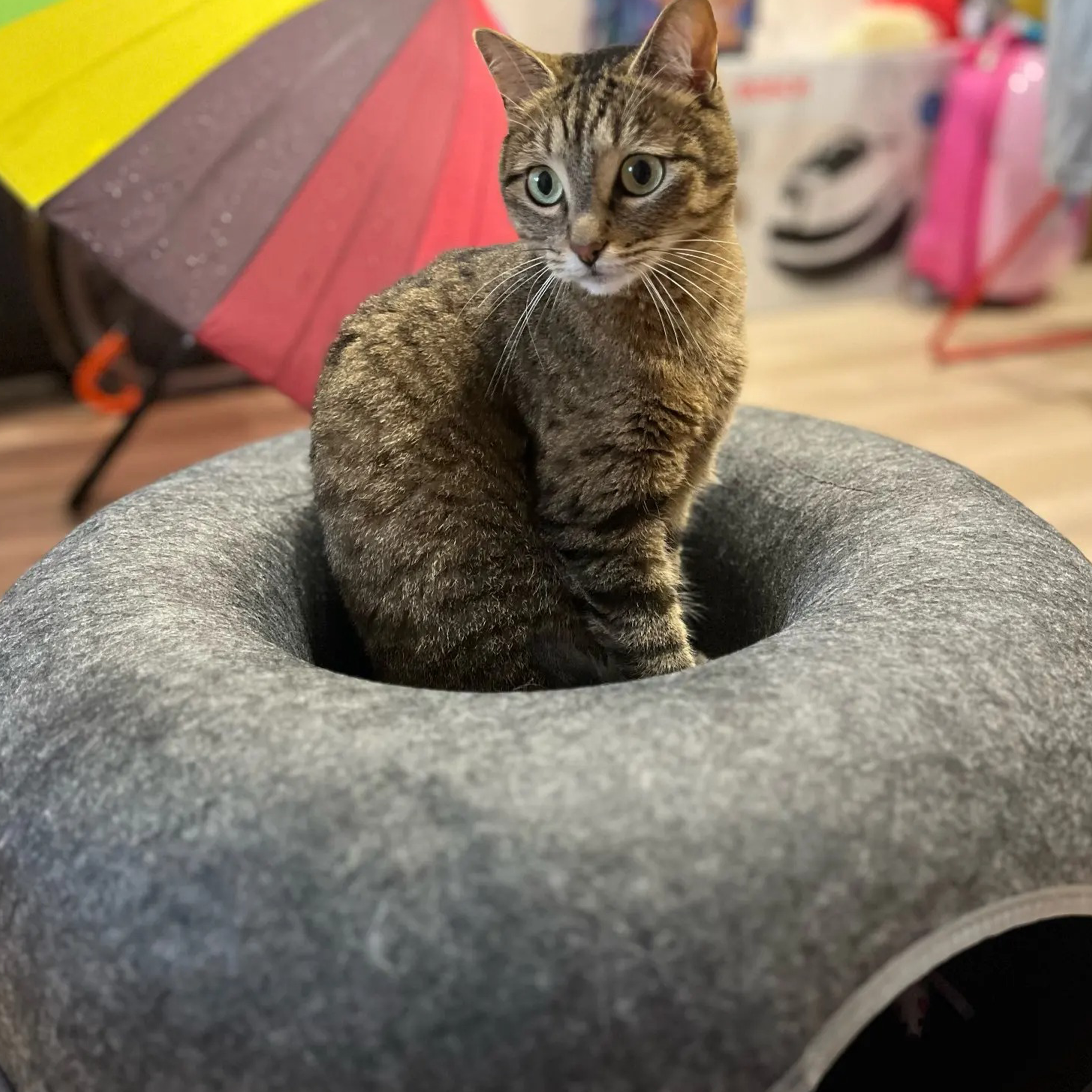 Little Donut Cat Bed