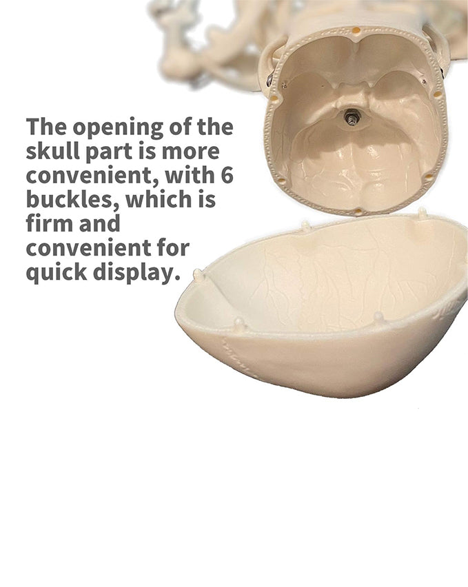 Miniature human skeleton model