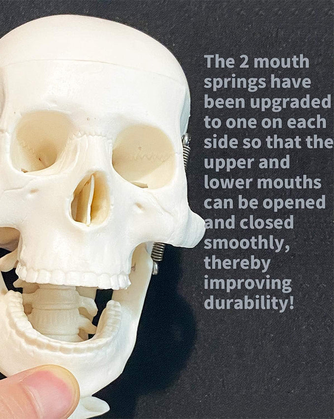 Miniature human skeleton model