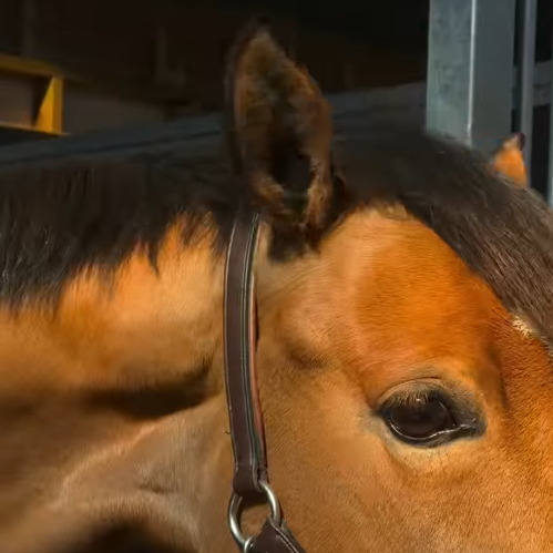 Equestrian Training Ear Plugs – Soft Fabric Noise Protection for Horses