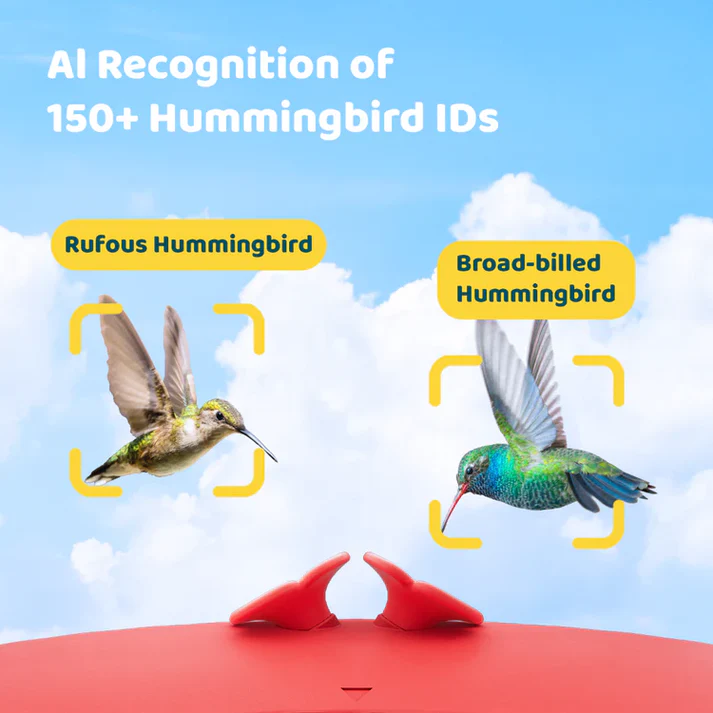 Hummingbird Feeder with Dual Cameras