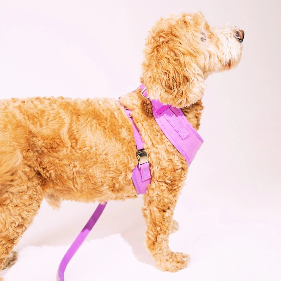 Color-Changing Dog Harness & Leash – Temperature-Active Wearable