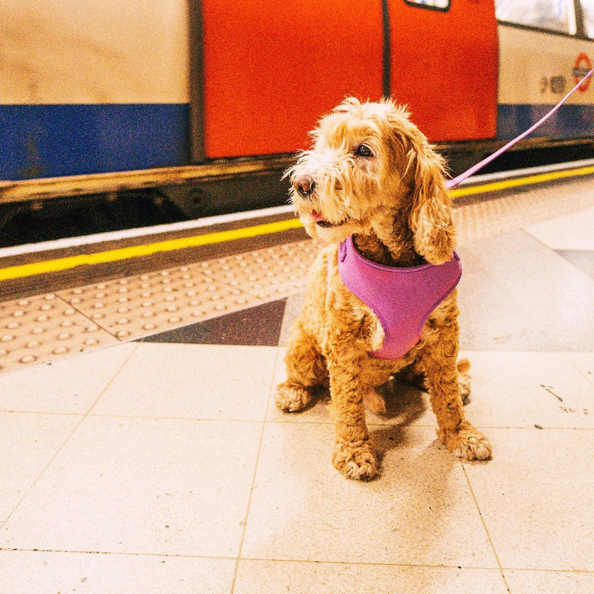 Color-Changing Dog Harness & Leash – Temperature-Active Wearable