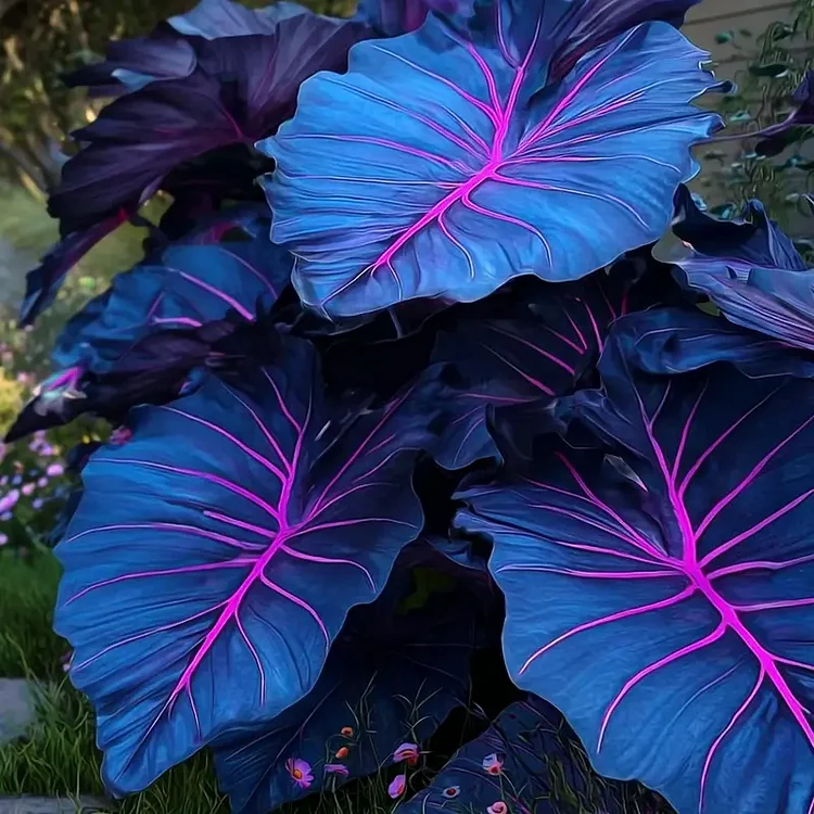 🌿 Rzadka Hosta – Ozdobna roślina do ogrodu | Łatwa w uprawie (w zestawie nawóz – limitowana oferta)
