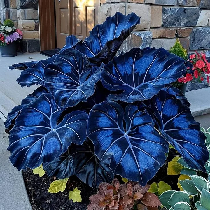 🌿 Rzadka Hosta – Ozdobna roślina do ogrodu | Łatwa w uprawie (w zestawie nawóz – limitowana oferta)