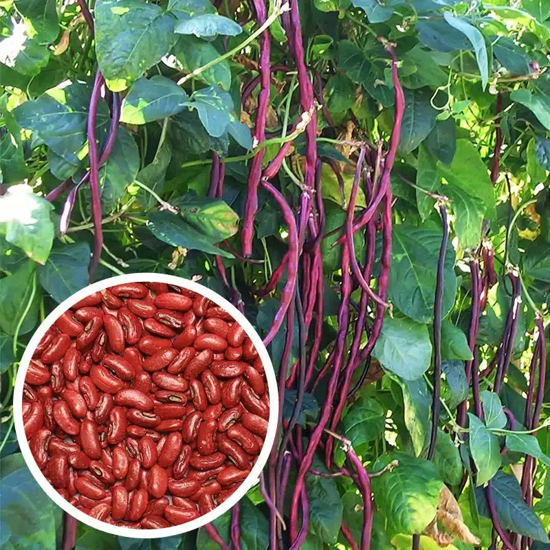 🏆 Sprzedano ponad 75 000 opakowań! 🌿Wielokolorowe, wysokowydajne nasiona długiej cowpei(Ograniczona czasowo: nawóz gratis)