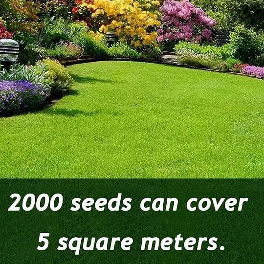 7 Days Germination🌱 Evergreen dwarf grass seed for four seasons🌾