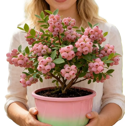 Pink Blueberry Seeds
