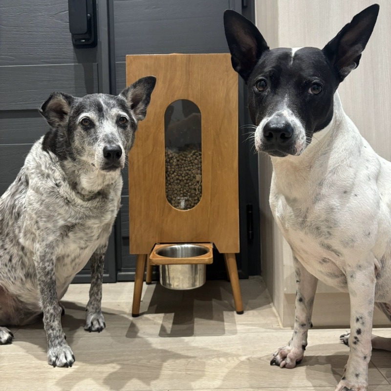 5L Automatic Pet Feeder with HD Camera, Smart App Control, 1-15 Meals/Day, 1-99 Portions, 10s Voice Recorder for Cats & Dogs