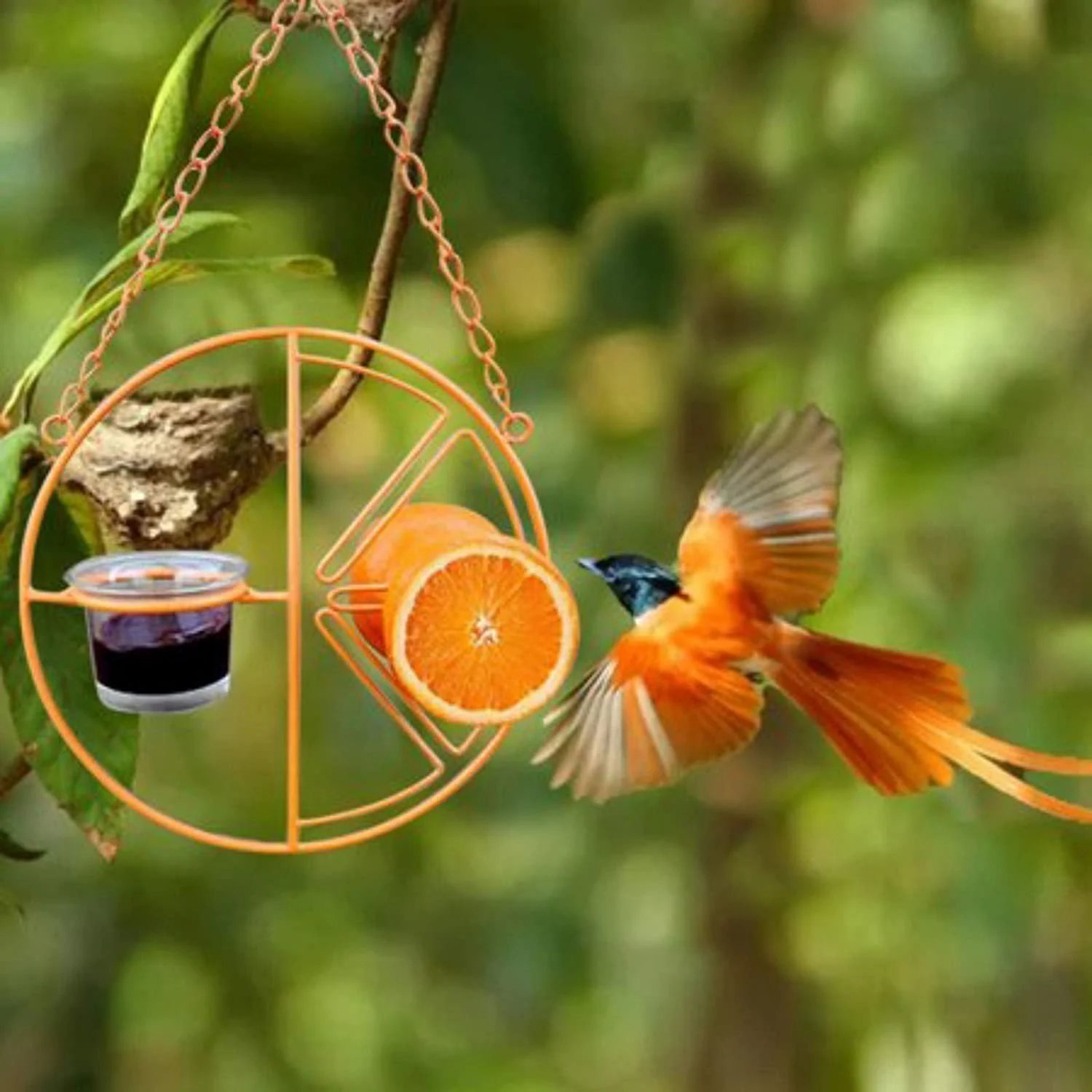 🔥2-in-1 Futterspender für Kolibris und Pirole zum Aufhängen