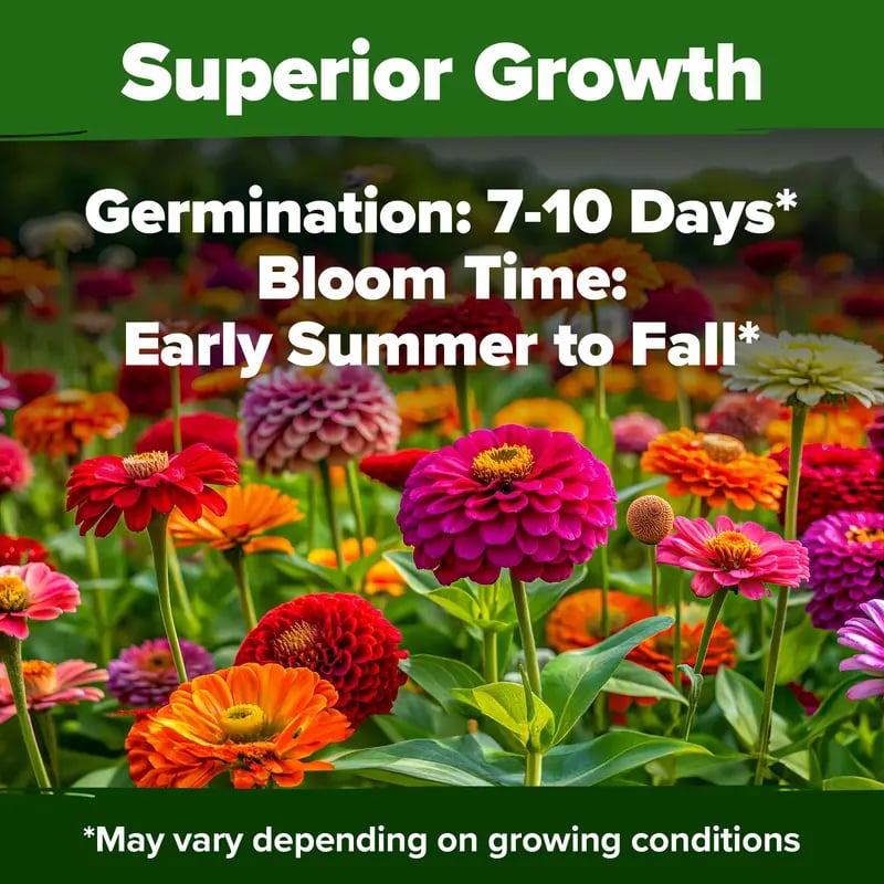 🔥Last day clearance🌺Double Zinnia Mixed Color Seeds