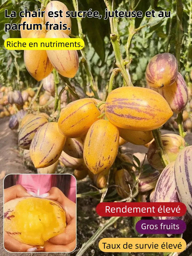 🌿 Graines de fruit de ginseng – Faciles à cultiver 🌱