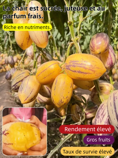 🌿 Graines de fruit de ginseng – Faciles à cultiver 🌱