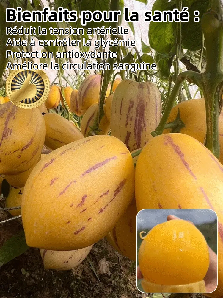 🌿 Graines de fruit de ginseng – Faciles à cultiver 🌱