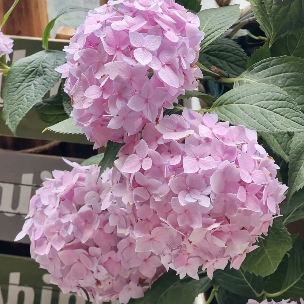 🌷Семена на многогодишна градинска хортензия