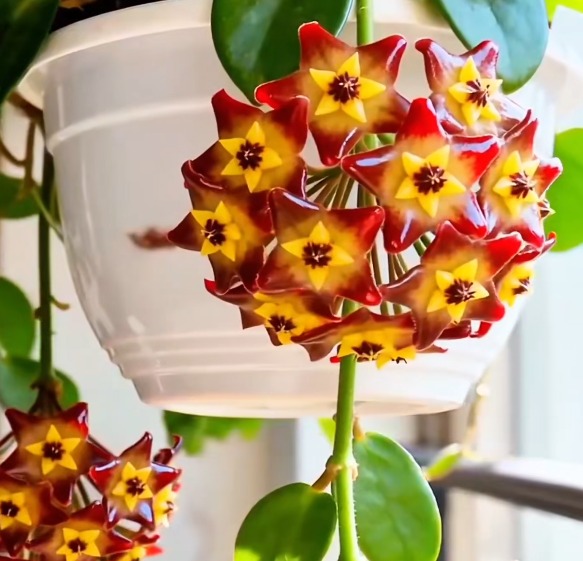 ✨Hoya – Sterne, die vom Himmel fallen✨