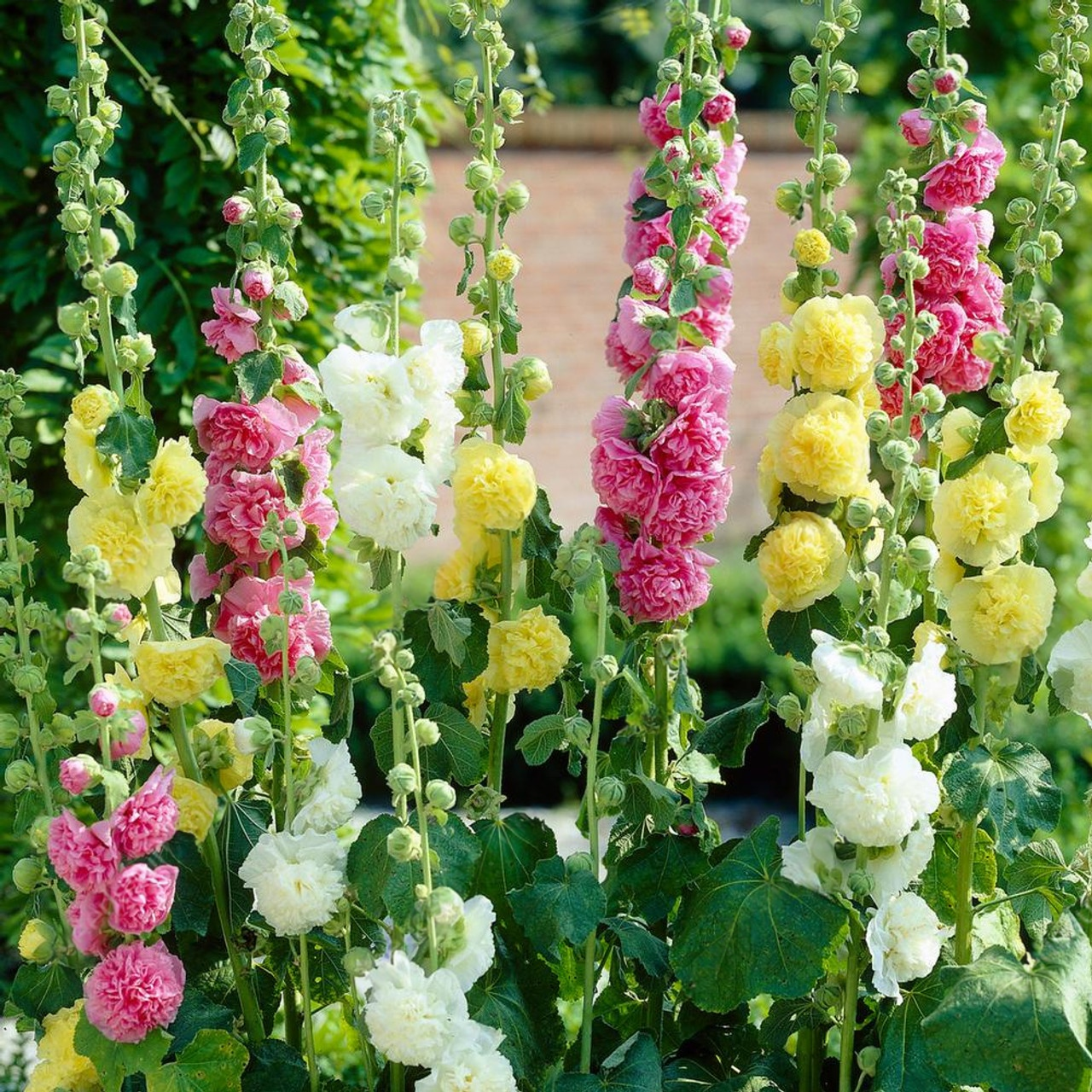 Редки семена на двойна слез