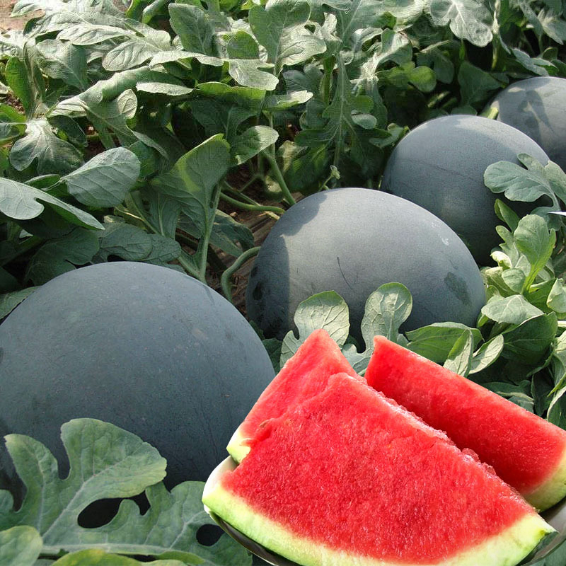 🍉 Семена от червен рубинен пъпеш – Висок добив, тънка кора, сладък и сочен, идеален за отглеждане в саксия