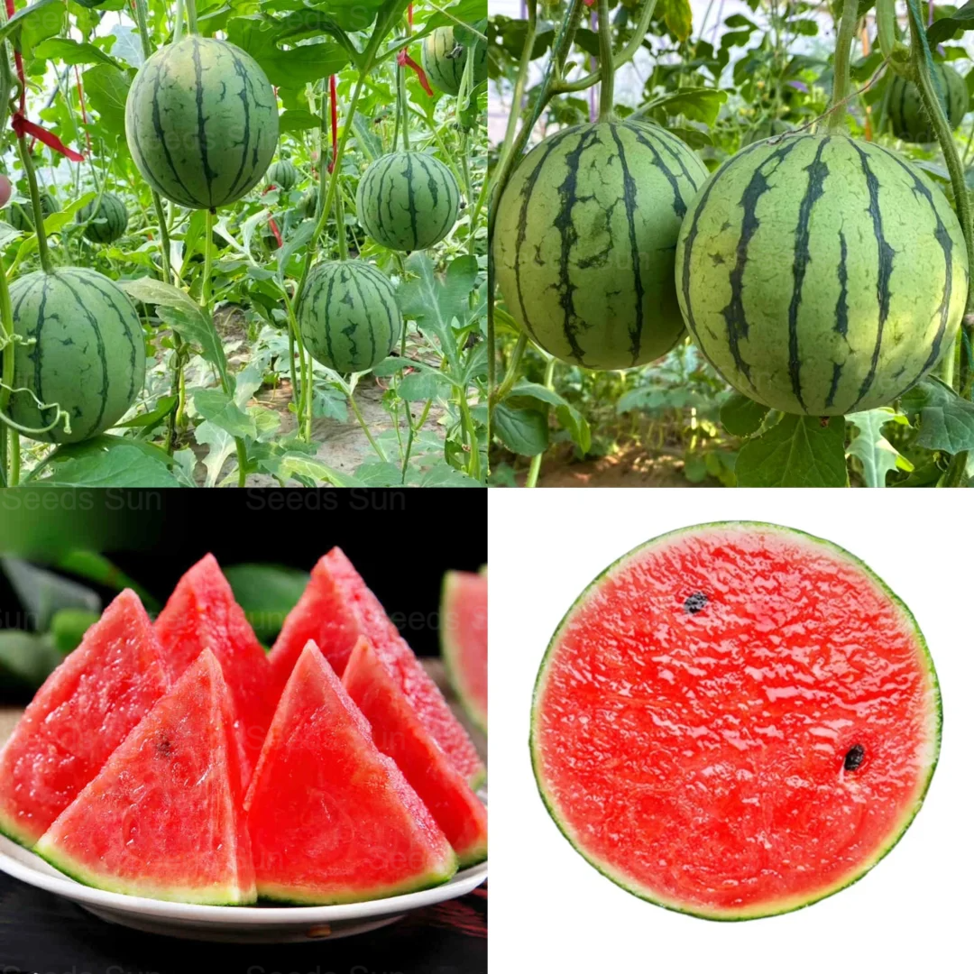 🍉 Семена от червен рубинен пъпеш – Висок добив, тънка кора, сладък и сочен, идеален за отглеждане в саксия