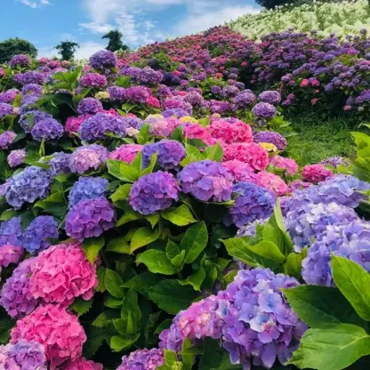 🌷Семена на многогодишна градинска хортензия