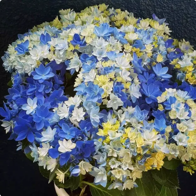 🌷Семена на многогодишна градинска хортензия