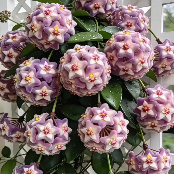 ✨Hoya – Sterne, die vom Himmel fallen✨