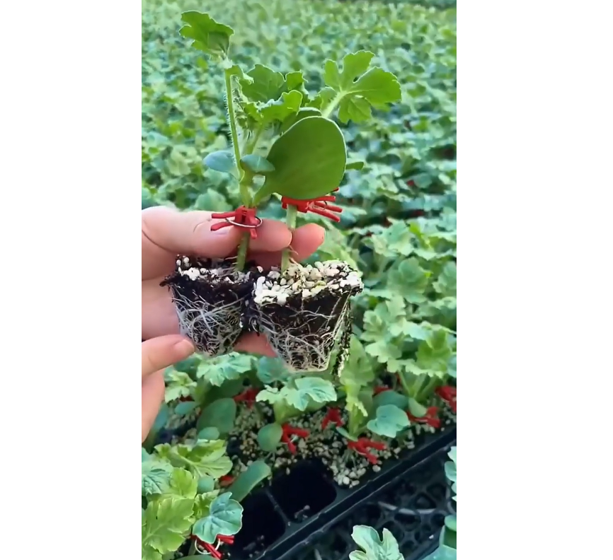 🍉 Семена от червен рубинен пъпеш – Висок добив, тънка кора, сладък и сочен, идеален за отглеждане в саксия