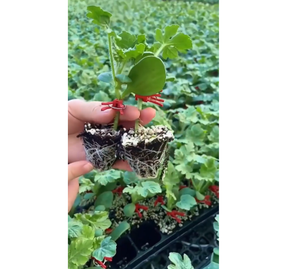 🍉 Семена от червен рубинен пъпеш – Висок добив, тънка кора, сладък и сочен, идеален за отглеждане в саксия