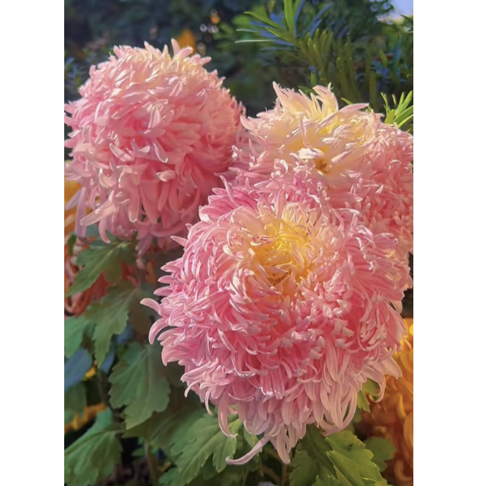 🌸 Obrovské plnokvěté chryzantémy — Vytvořte si královskou zahradu 🌸