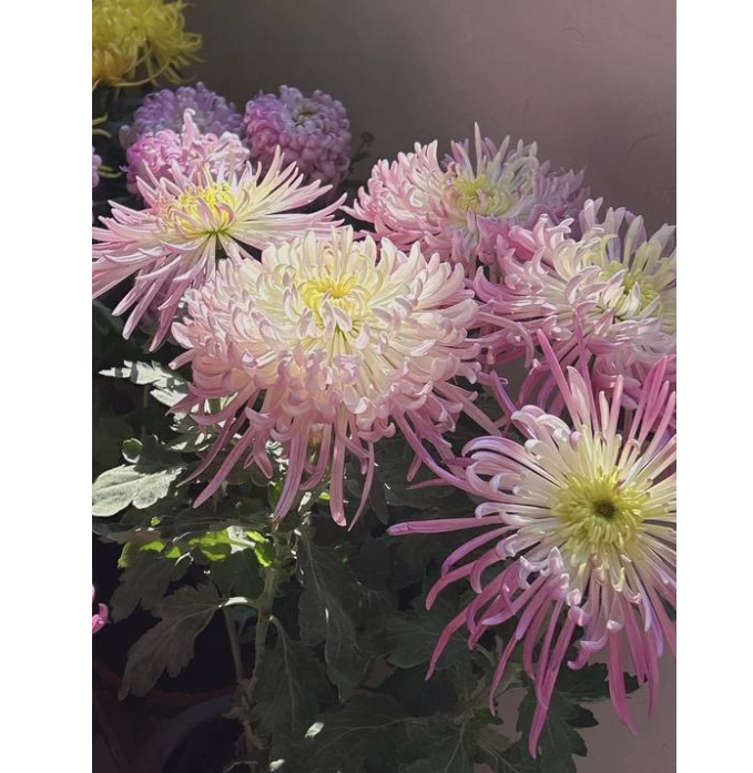 🌸 Obrovské plnokvěté chryzantémy — Vytvořte si královskou zahradu 🌸