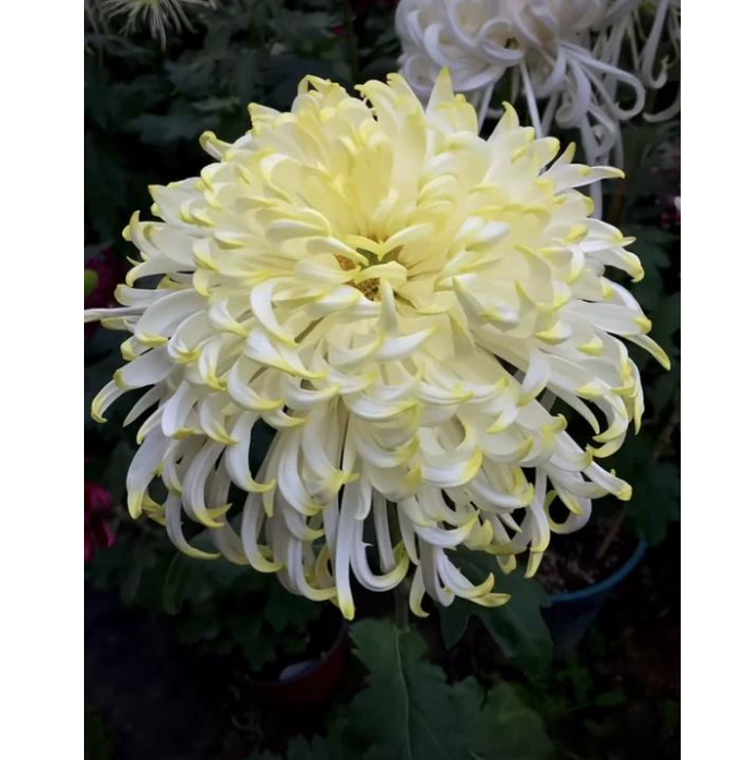 🌸 Obrovské plnokvěté chryzantémy — Vytvořte si královskou zahradu 🌸