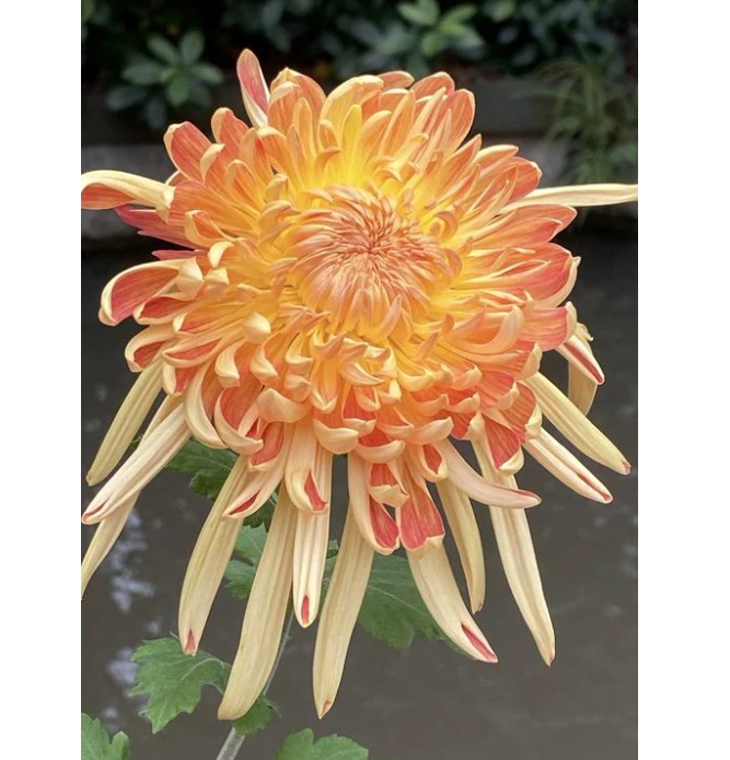 🌸 Obrovské plnokvěté chryzantémy — Vytvořte si královskou zahradu 🌸