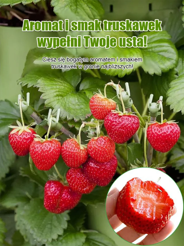 🍓Czterosezonowe nasiona truskawek śmietankowych