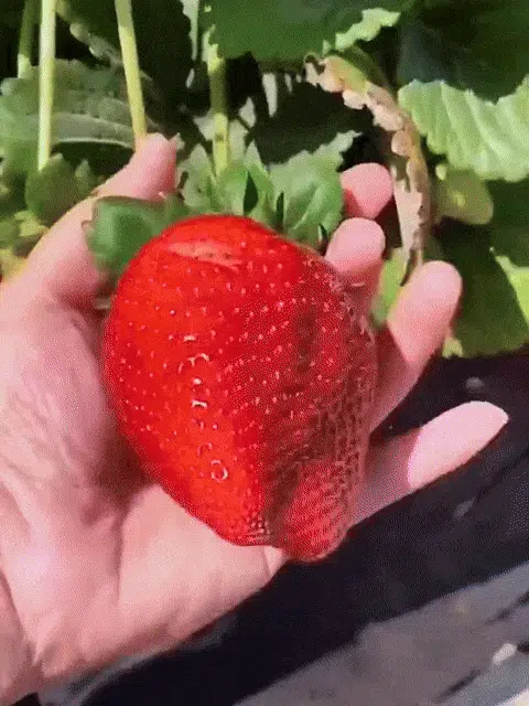 🍓Czterosezonowe nasiona truskawek śmietankowych