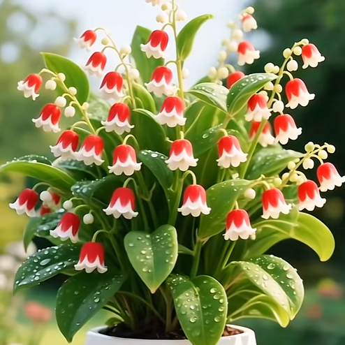 💐Lily of the Valley—Happiness Arrives