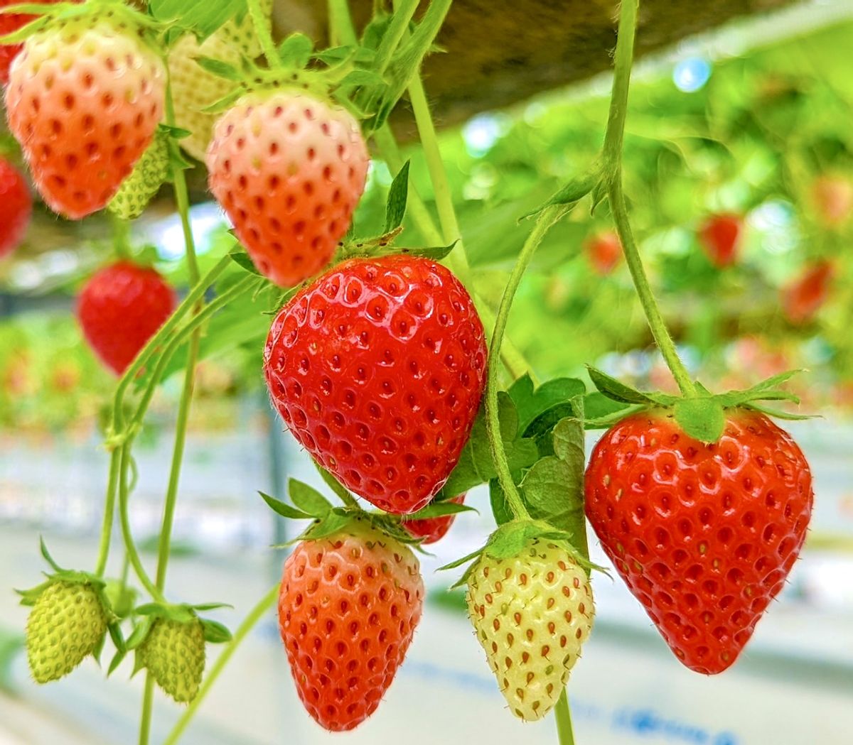 🍓Czterosezonowe nasiona truskawek śmietankowych