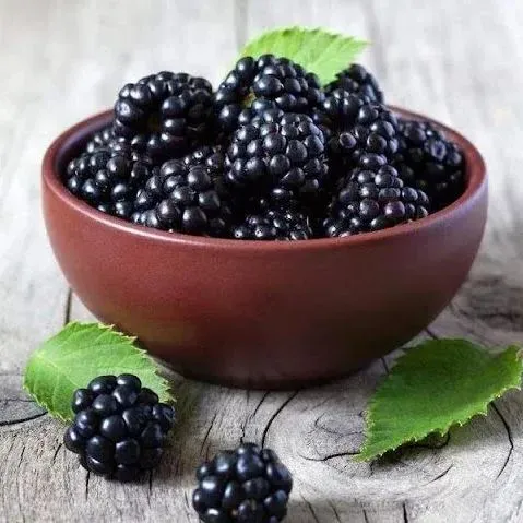 🍓 Nasiona całorocznych malin czerwonych i czarnych