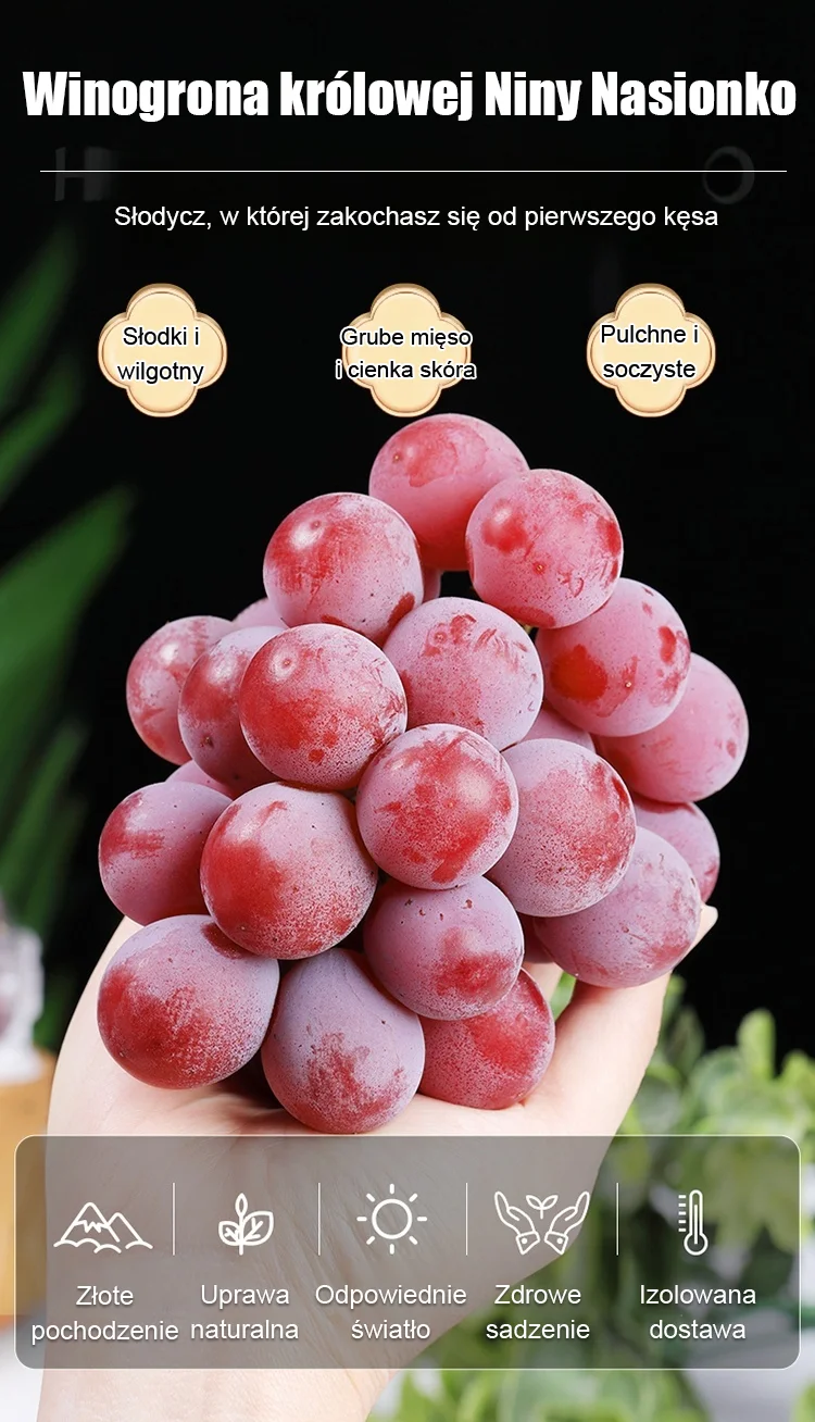Queen Nina Grape Seeds 🍇—Infused with the Natural Aroma of Wine